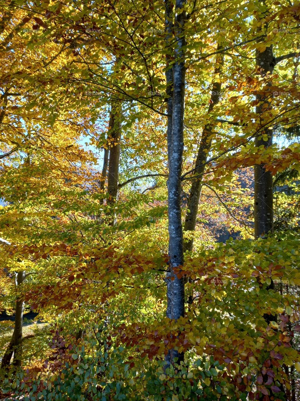 Beauty of Autumn Colors