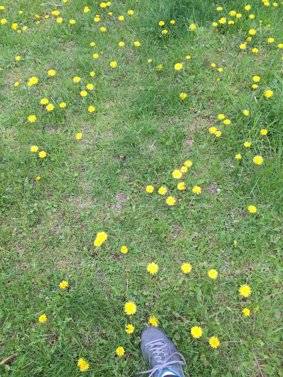 Dandelion field 