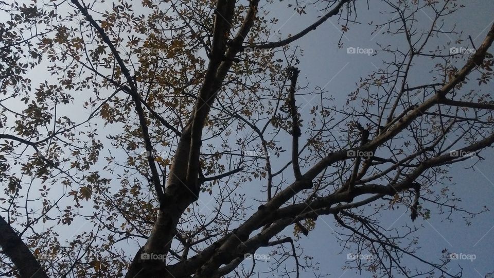 A beautiful scene of trees in the evening time.