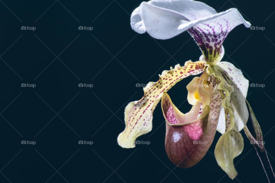 Orchid/ orquídea 