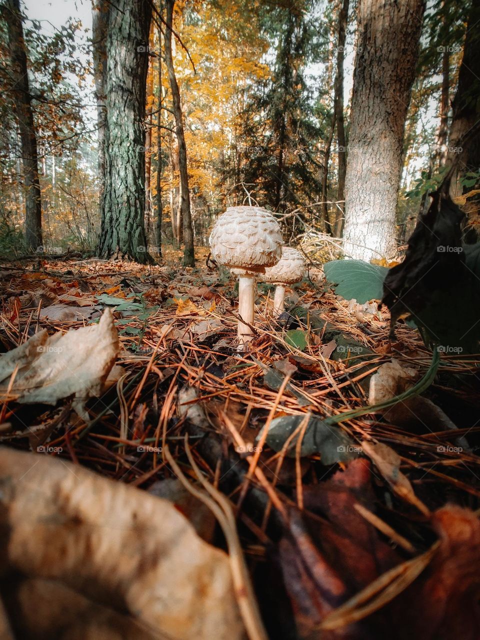 Fungus