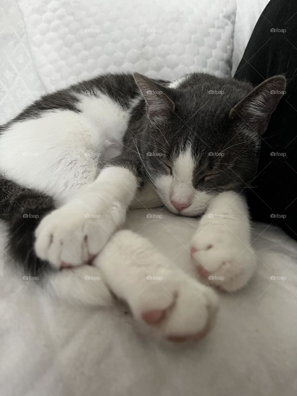 
"Charming cat in cozy embrace, a heartwarming triptych