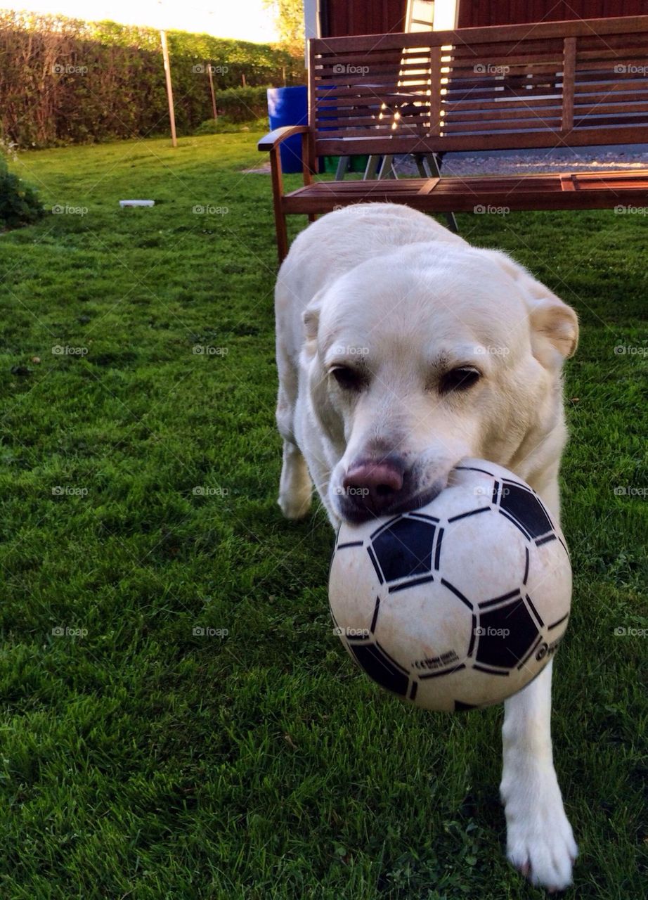 Close-up of dog playing with dog