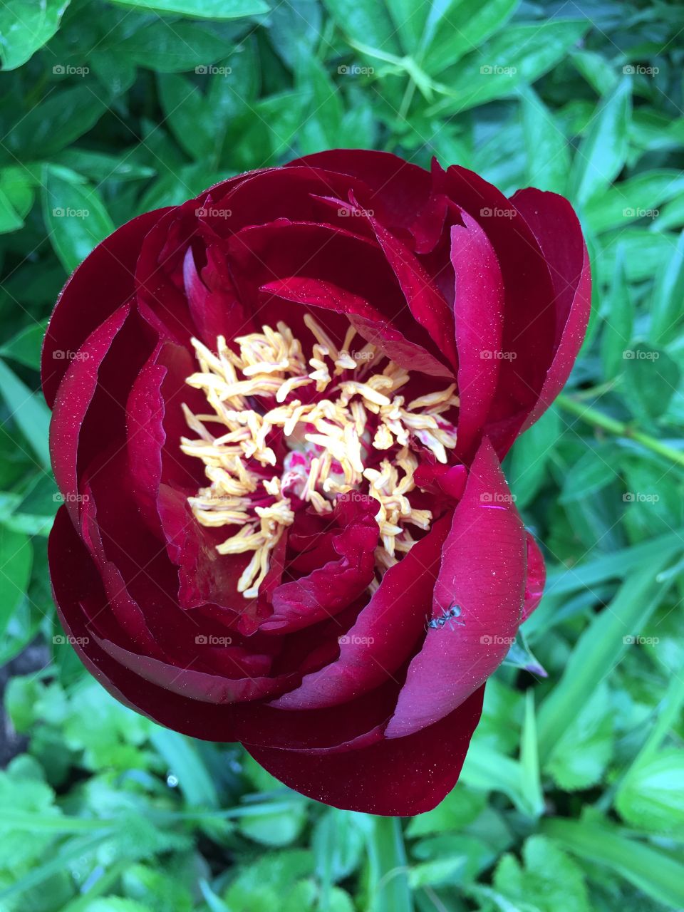 Dark red peony and center