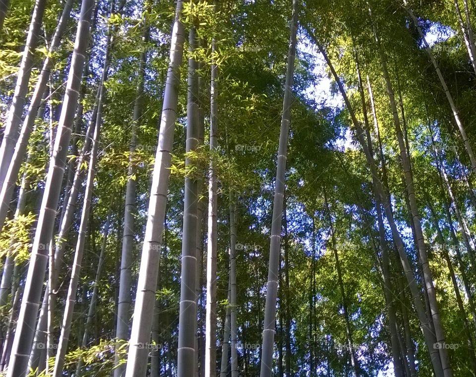 Bamboo trees, Kyoto, Japan