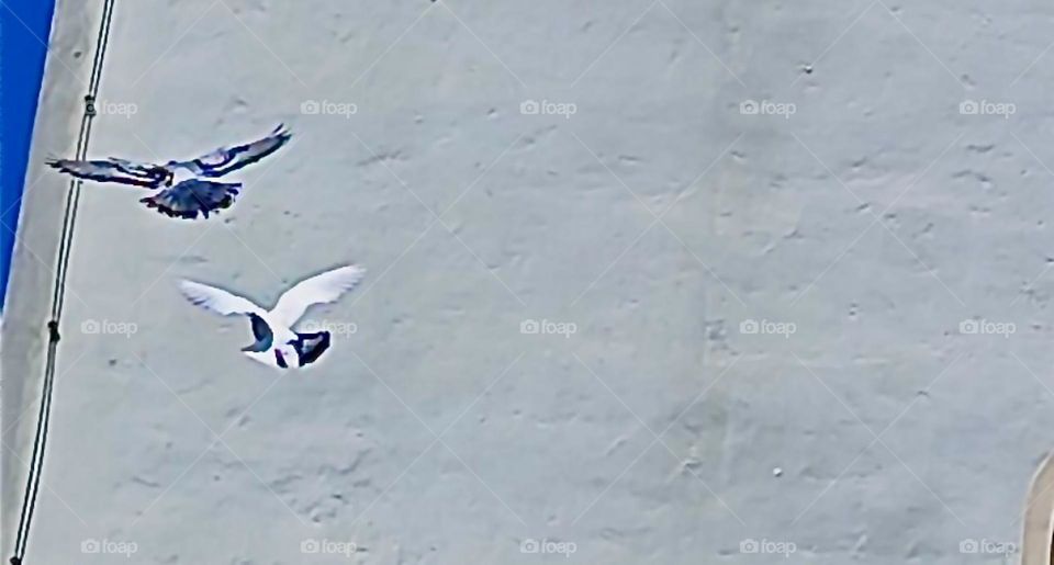 These two doves are flying past the medieval city tower, the “Stadtturm” of “Straubing” in “Niederbayern” or “Lower Bavaria”. 2024. Hypnotic Productions