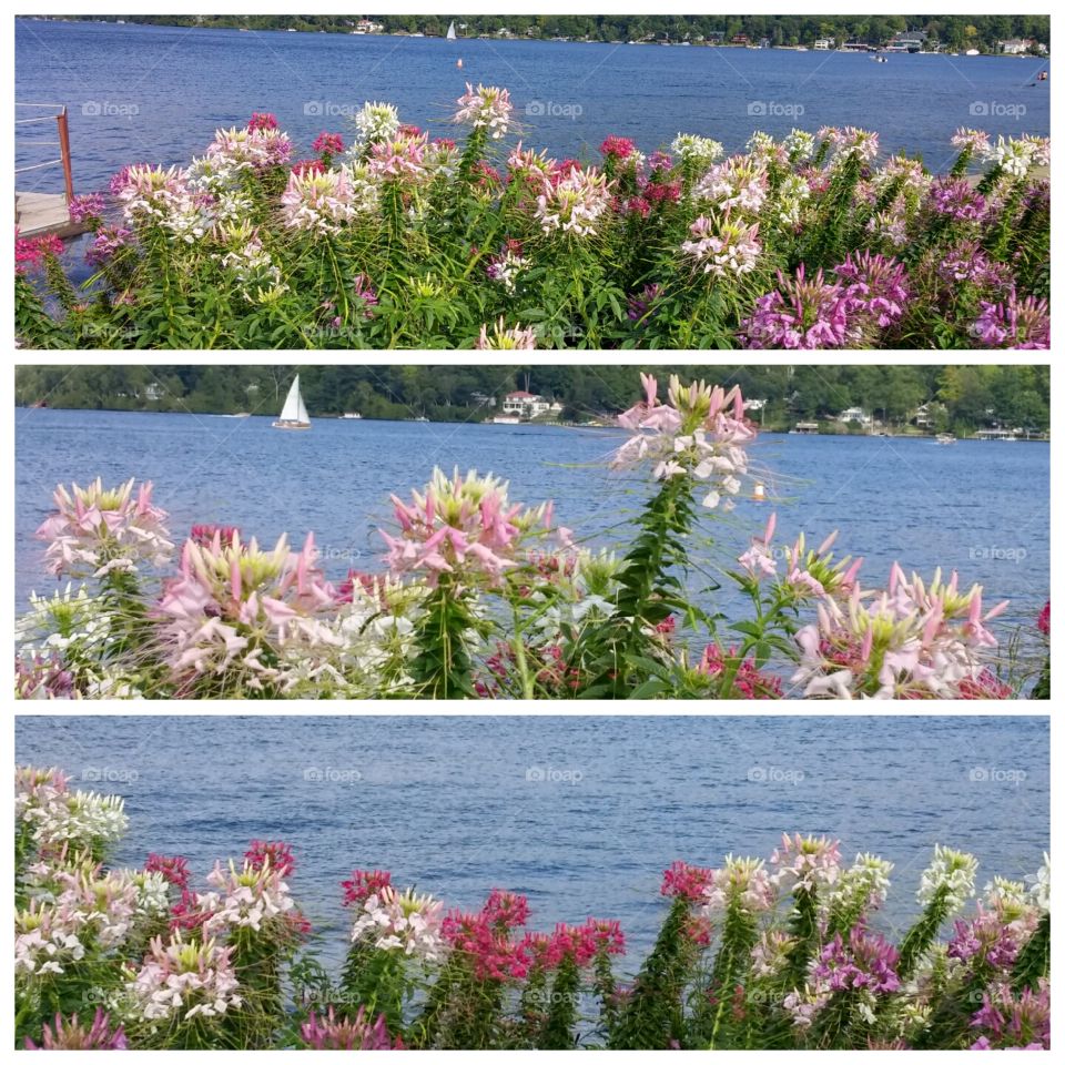 Summer Flowers