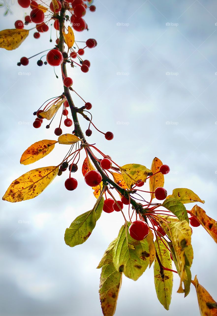 Berries on a tree branch—taken in Valparaiso, Indiana 