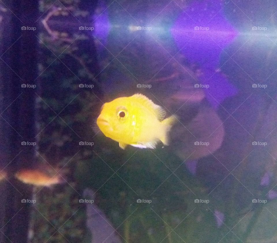 Cute little Yellow Fish looks at you