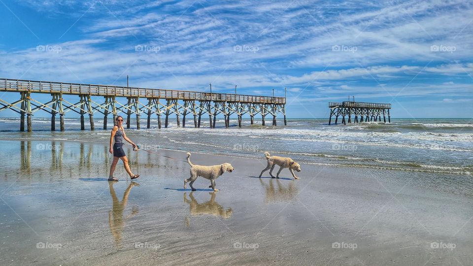 Dogs walking on the beach next to the dock