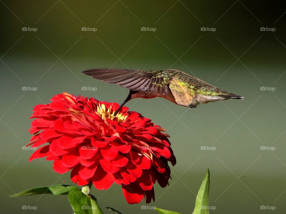 ruby-throated hummingbird feeding from the red zinnia flower