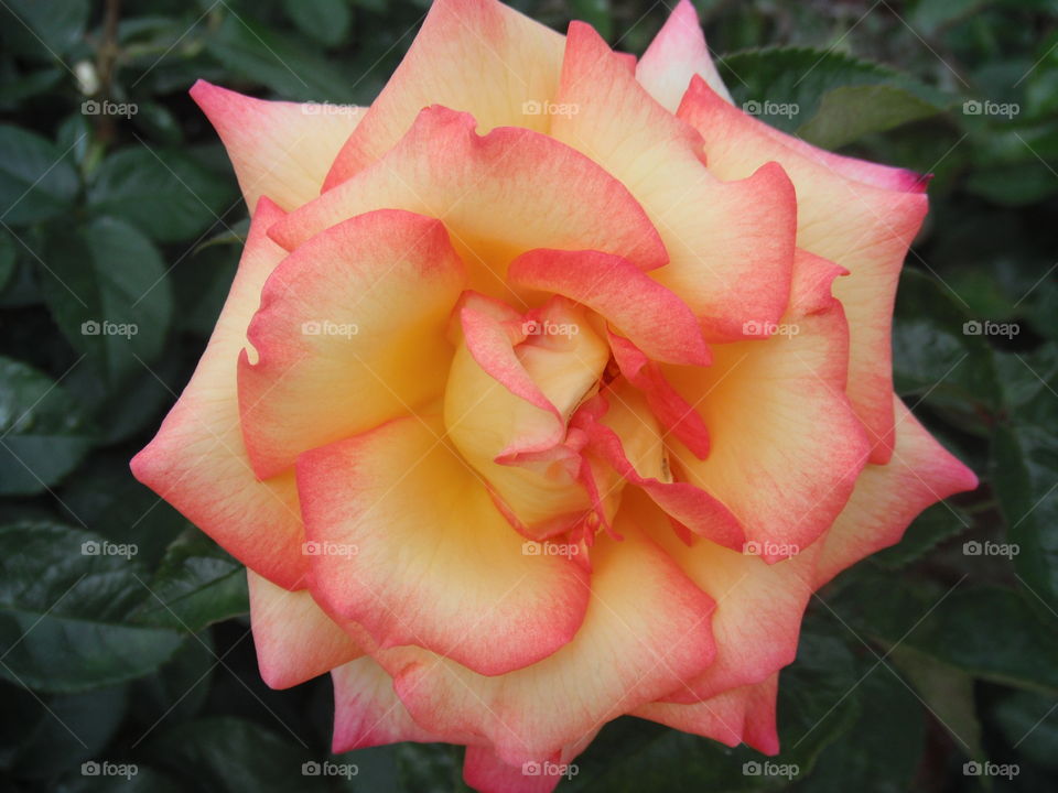 Amazing rose