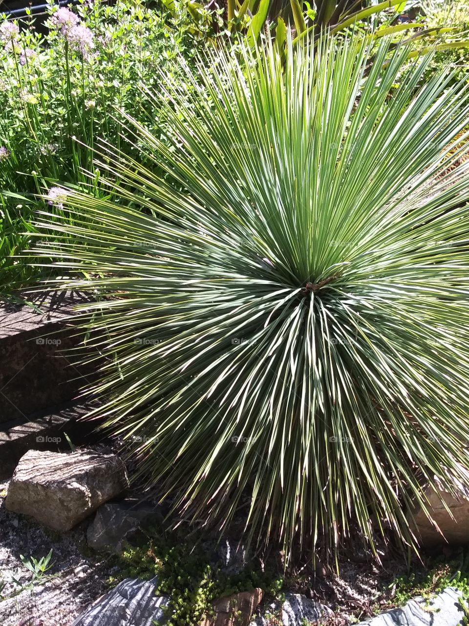 spiky plant