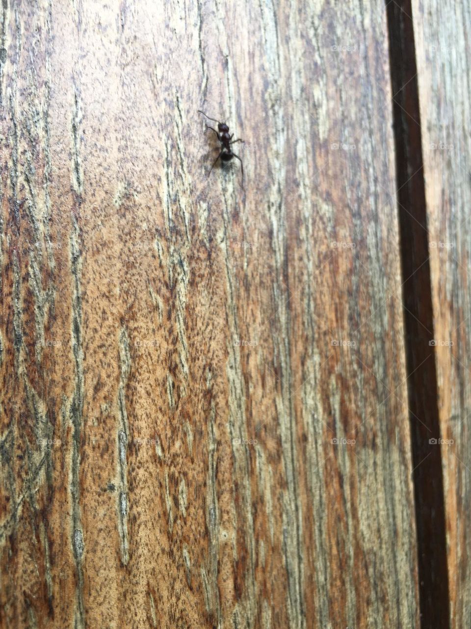 Wood is great, durable, versatile and aesthetically pleasing but nature will consume its own. Wood will fade, it will burn, it will be eaten by the very insects walking on it.