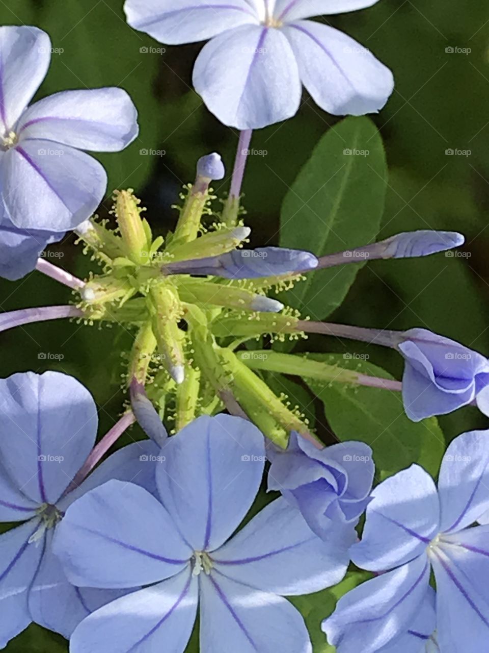 Plumbago
