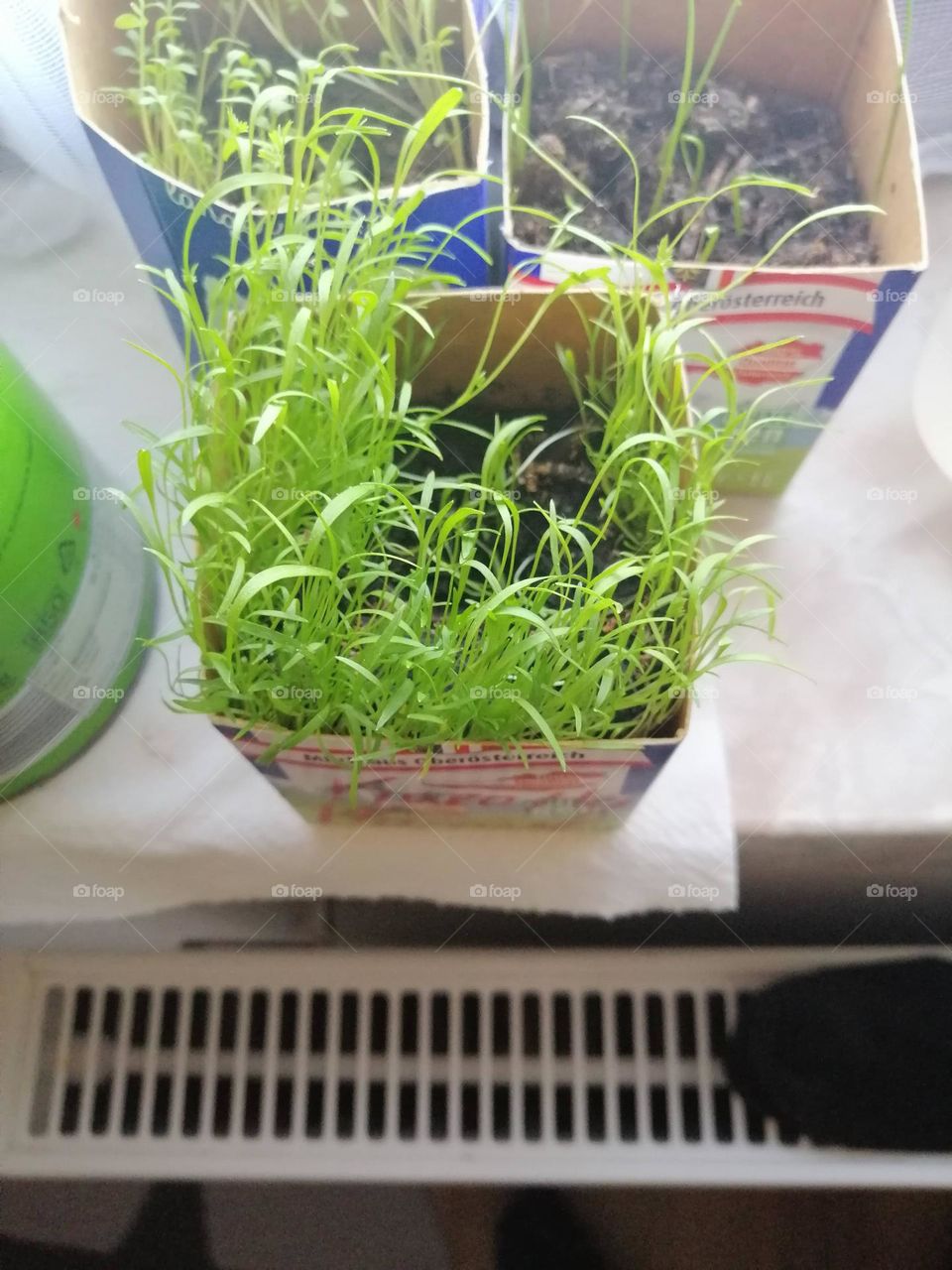 Slightly larger carrot sprouts 🥕🥕