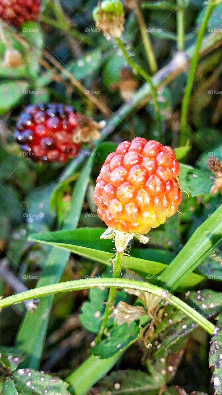 ripening berry on the vine