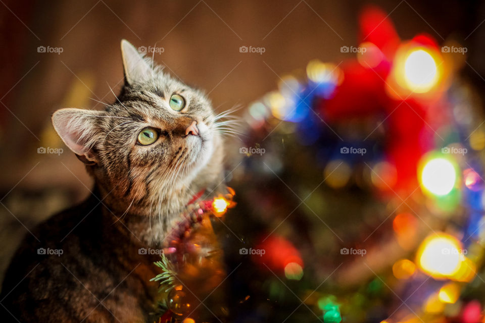 Christmas celebration with a cat