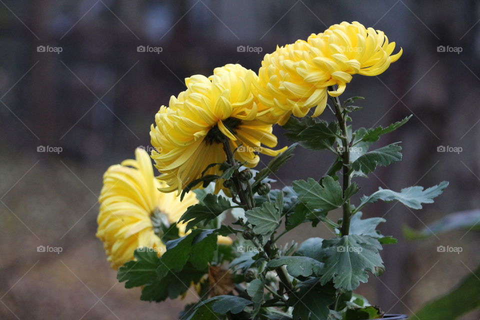 Beautiful flowers in a pot
