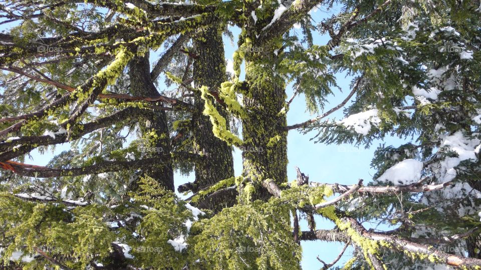 Tree Lichen at Crater Lake
