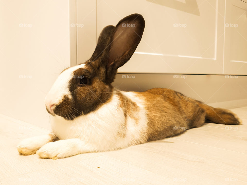 Rabbit relaxing inside