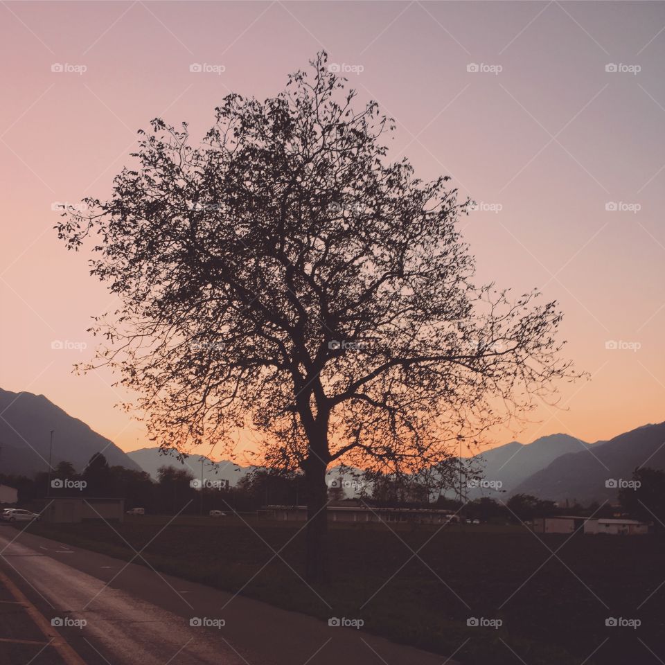 Autumn tree at sunset