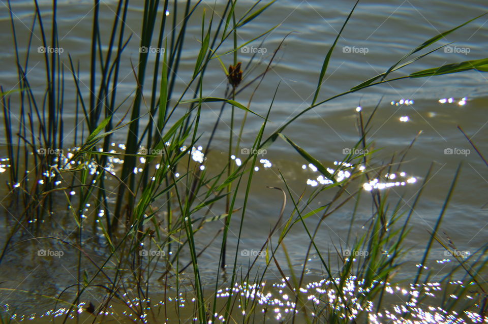 lake bulrush