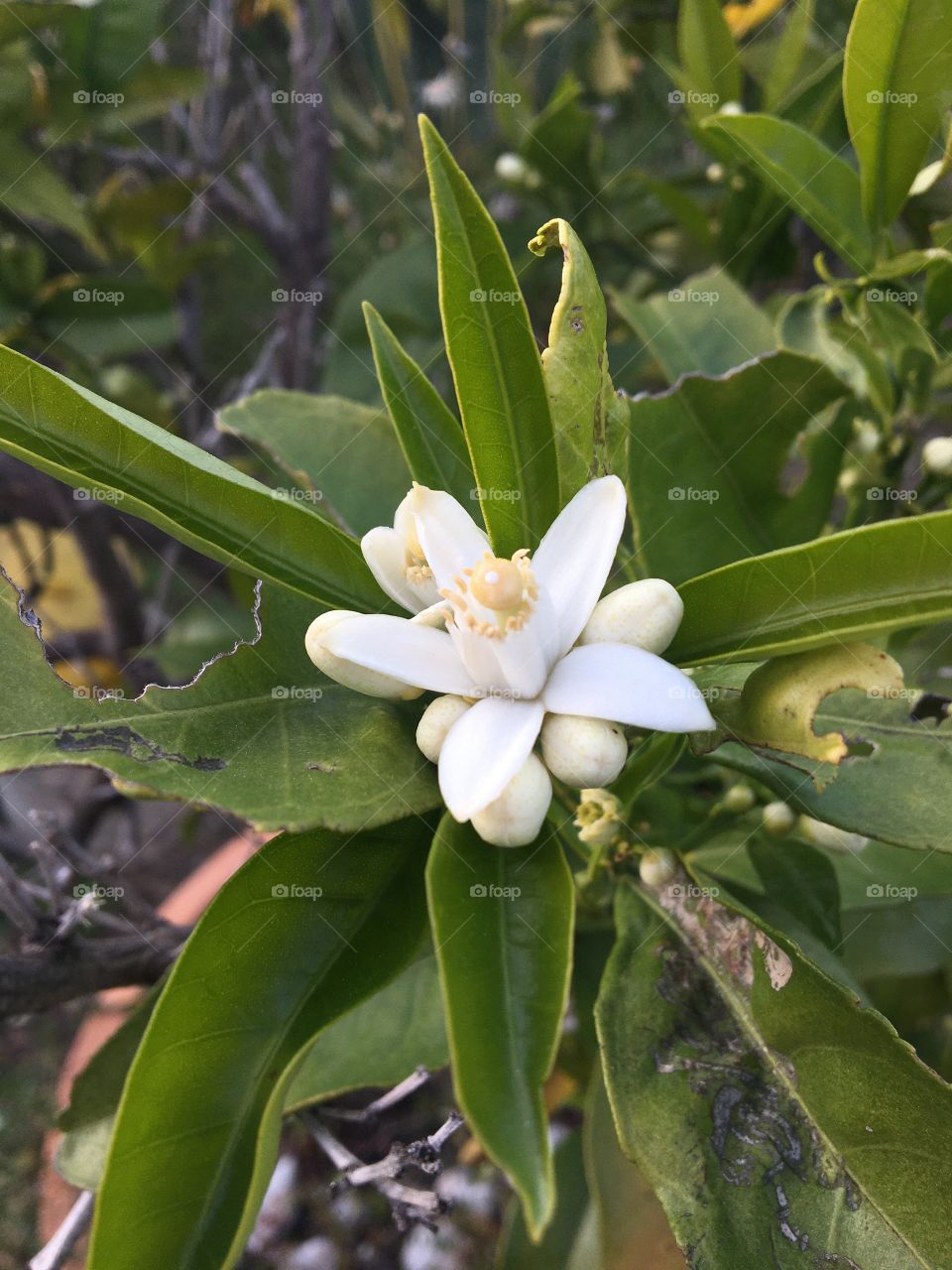 First flower of lemon tree