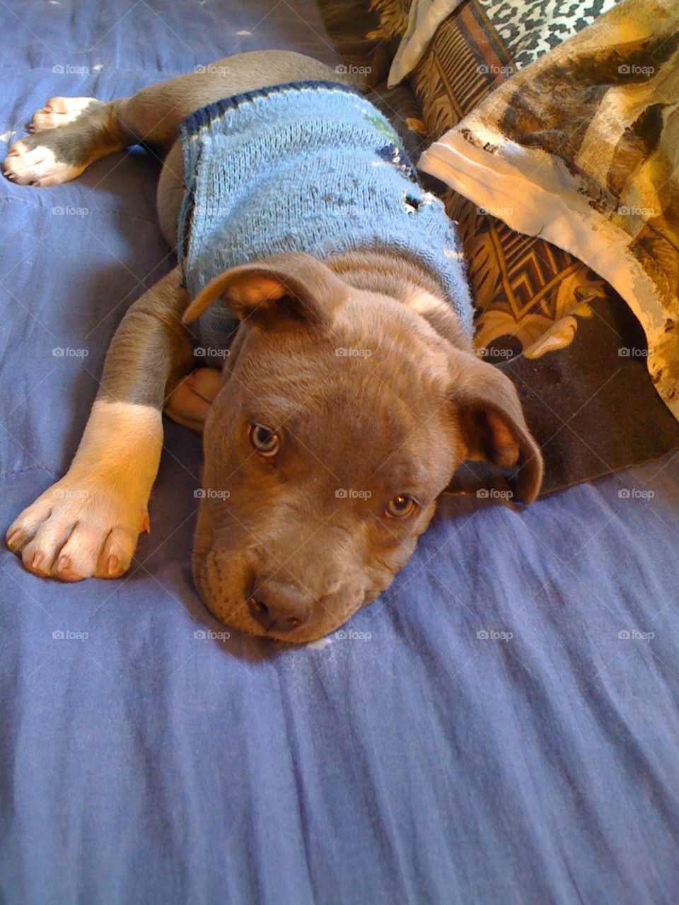 precious blue pit