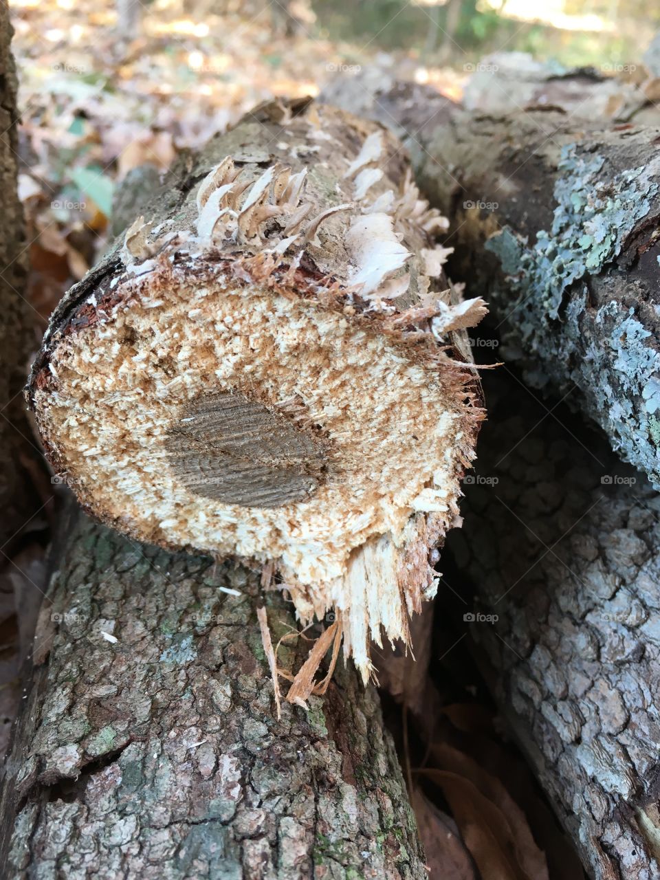 Fresh cut log