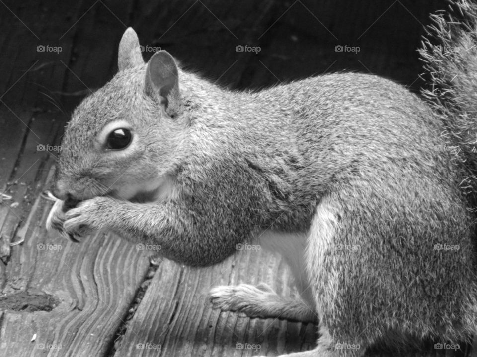 Squirrel in grey scale