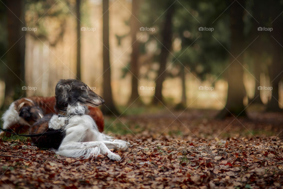 Russian borzoi dogs portrait in an autumn park