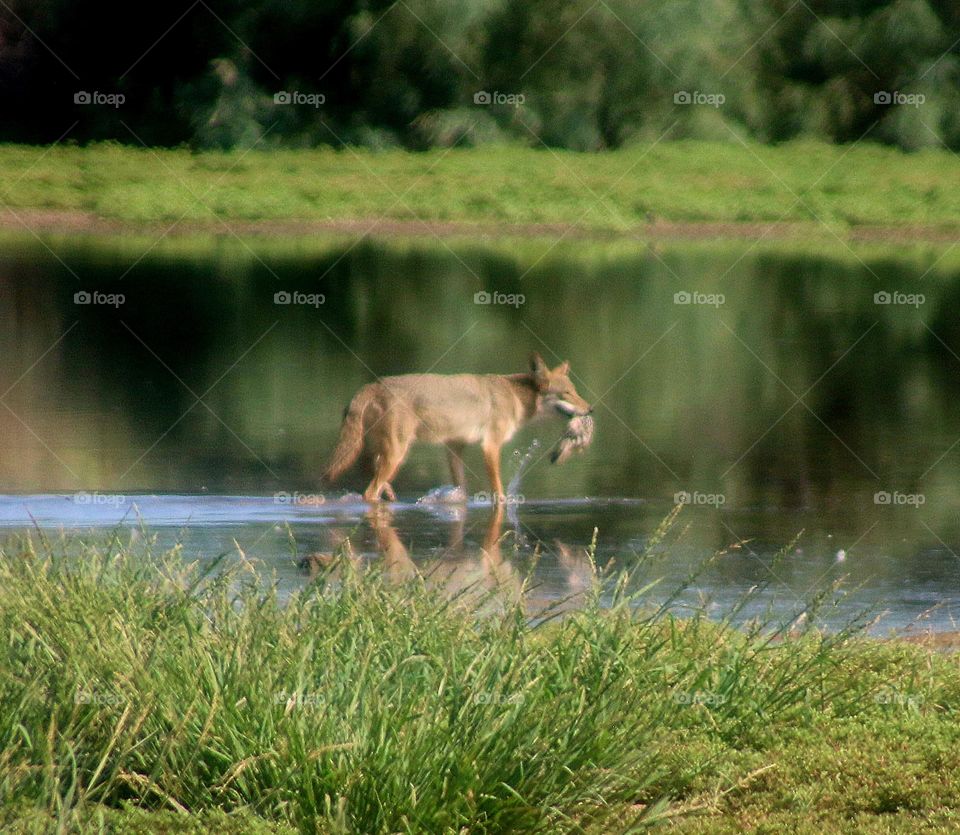 Coyote in Shallows with Prey