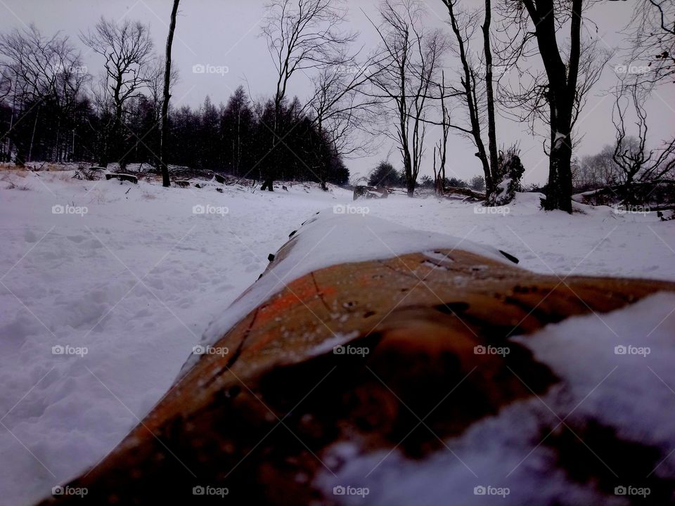 Resting in the snow.