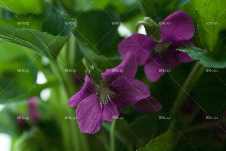 Closeup of purple violets 