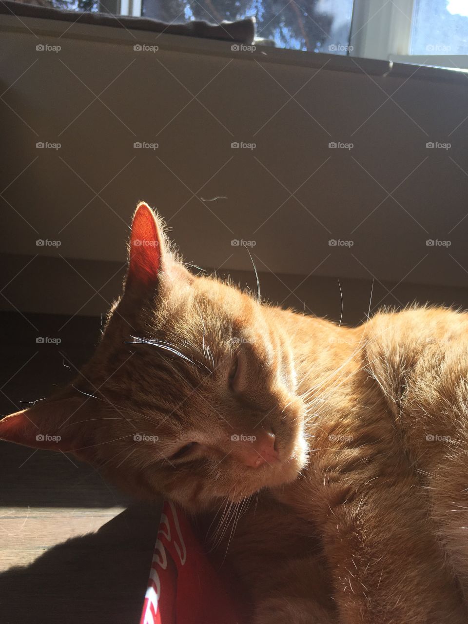 Cat sleeping in the sun 