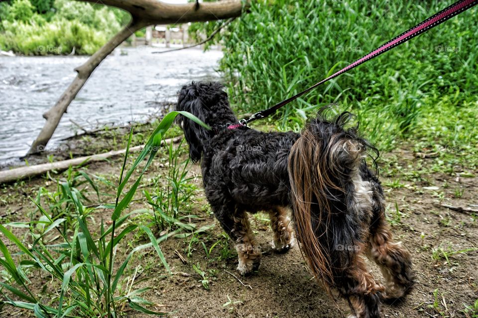 Dog Exploring