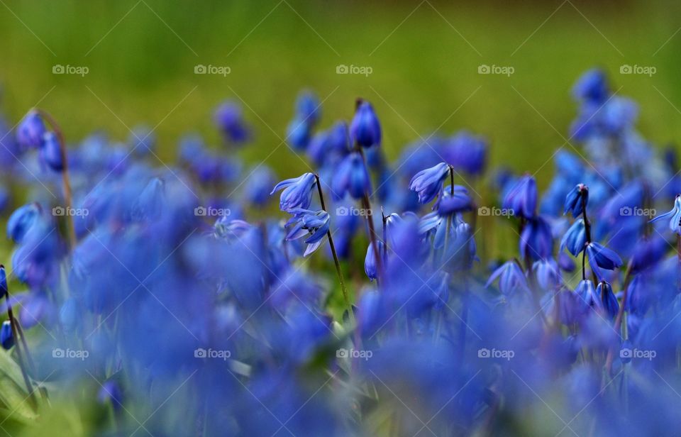 Flower, Nature, Hayfield, Field, Flora