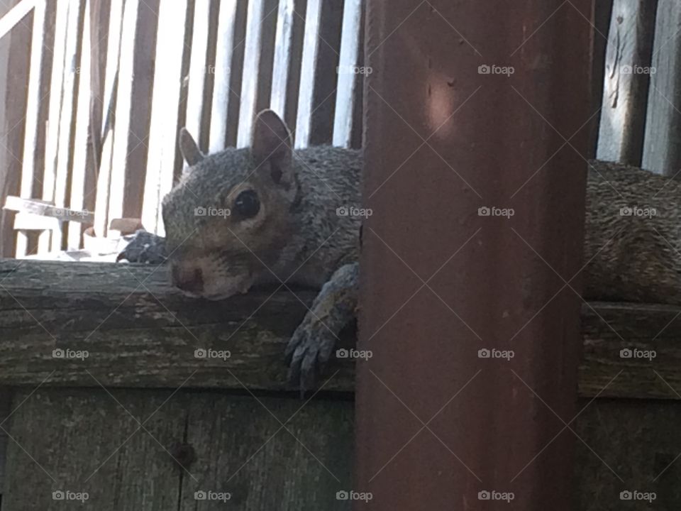 Peeping Squirrel