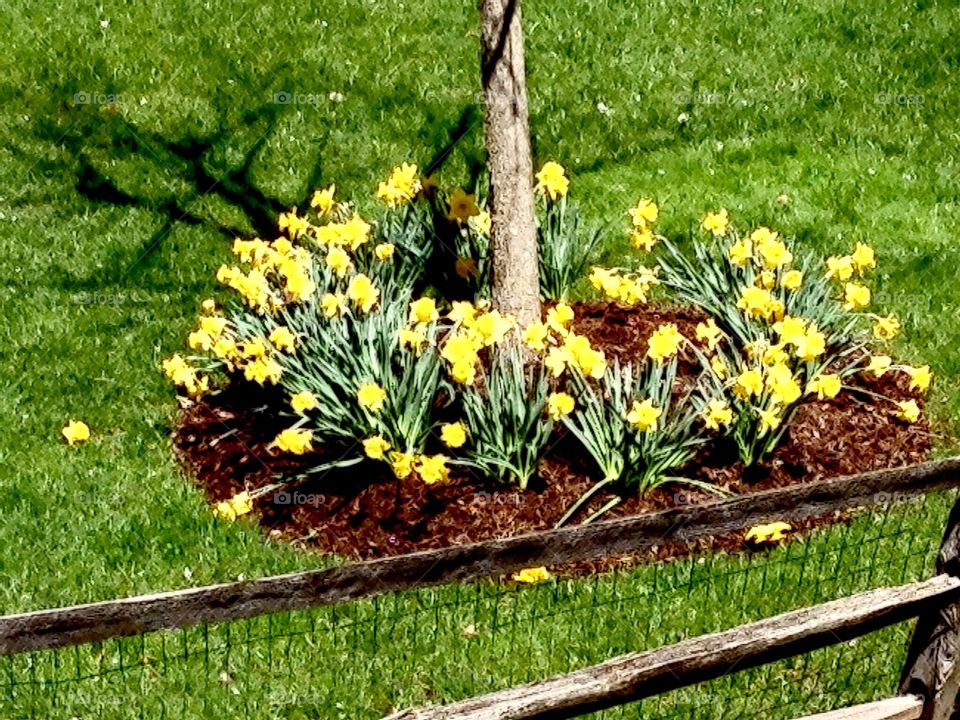 Yellow Flowers. Yellow flowers surround the base of a tree 