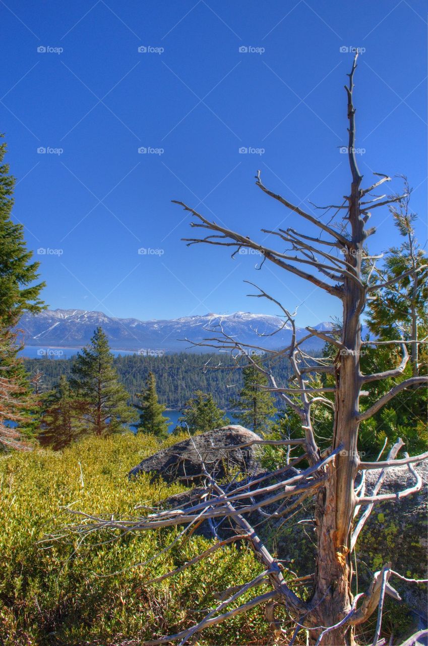 High angle view of forest