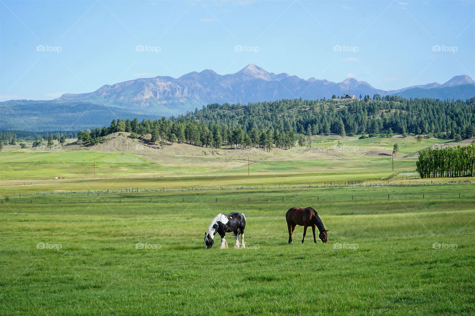 Two horses grazing with a mountain backdrop 