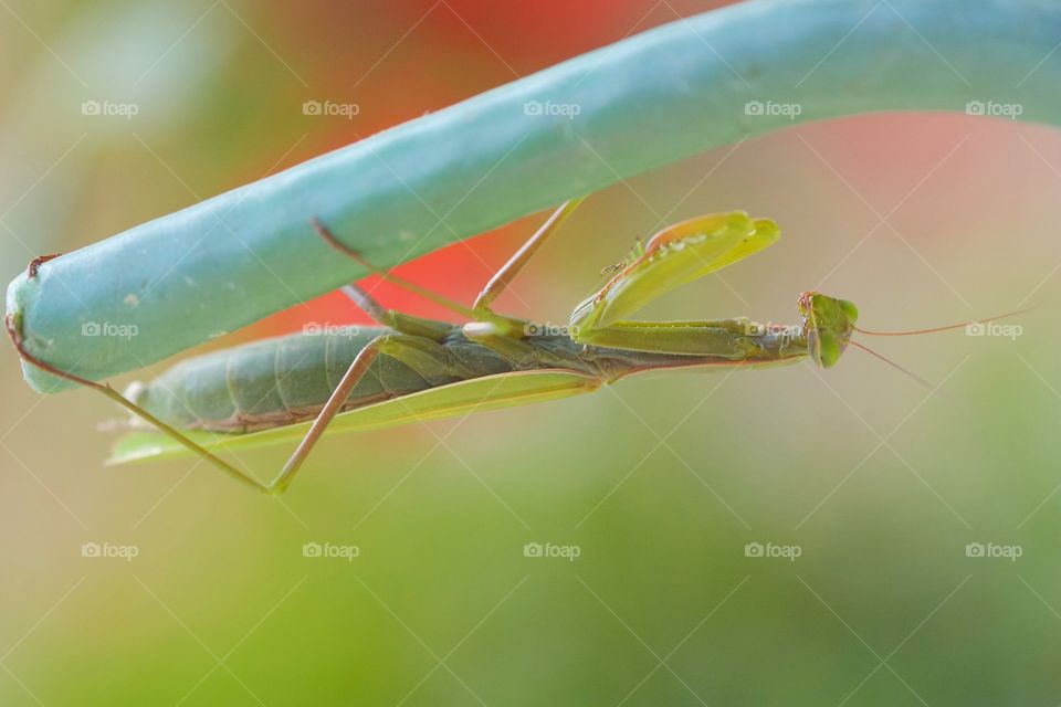 Grasshopper on the twig