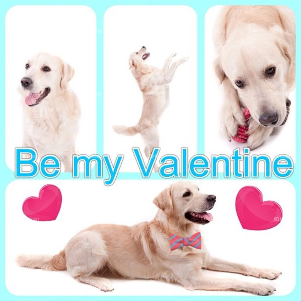 Dog, Puppy, Friendship, Retriever, Animal