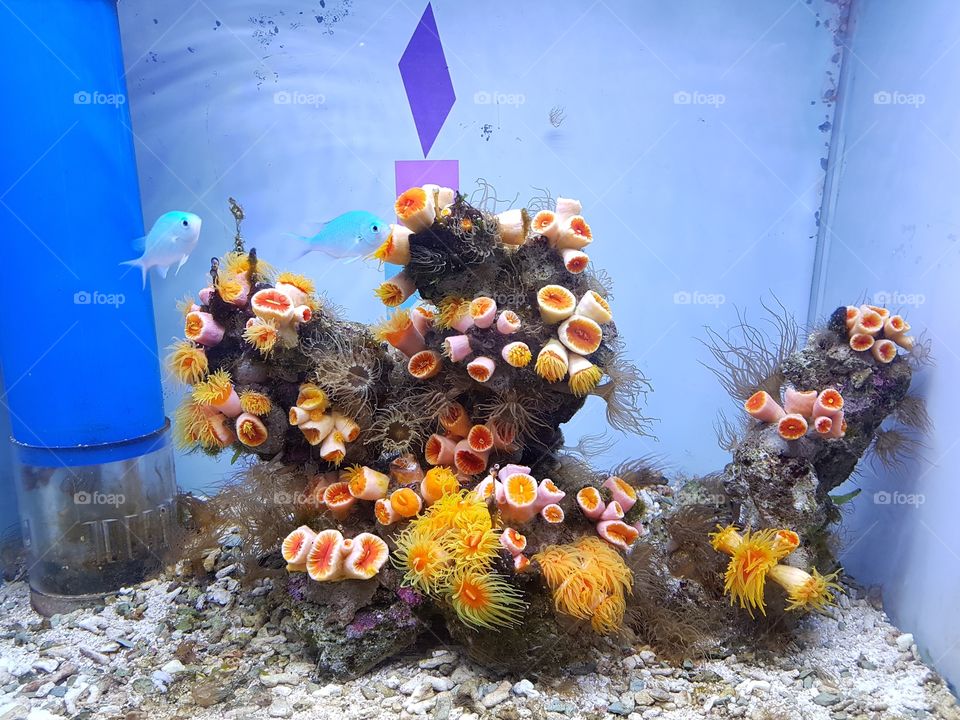Close-up of fish tank