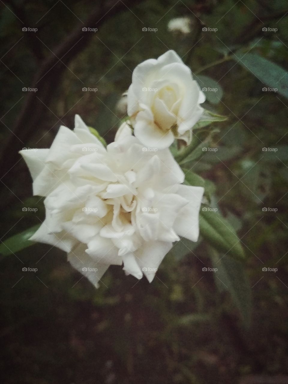 White roses, peace