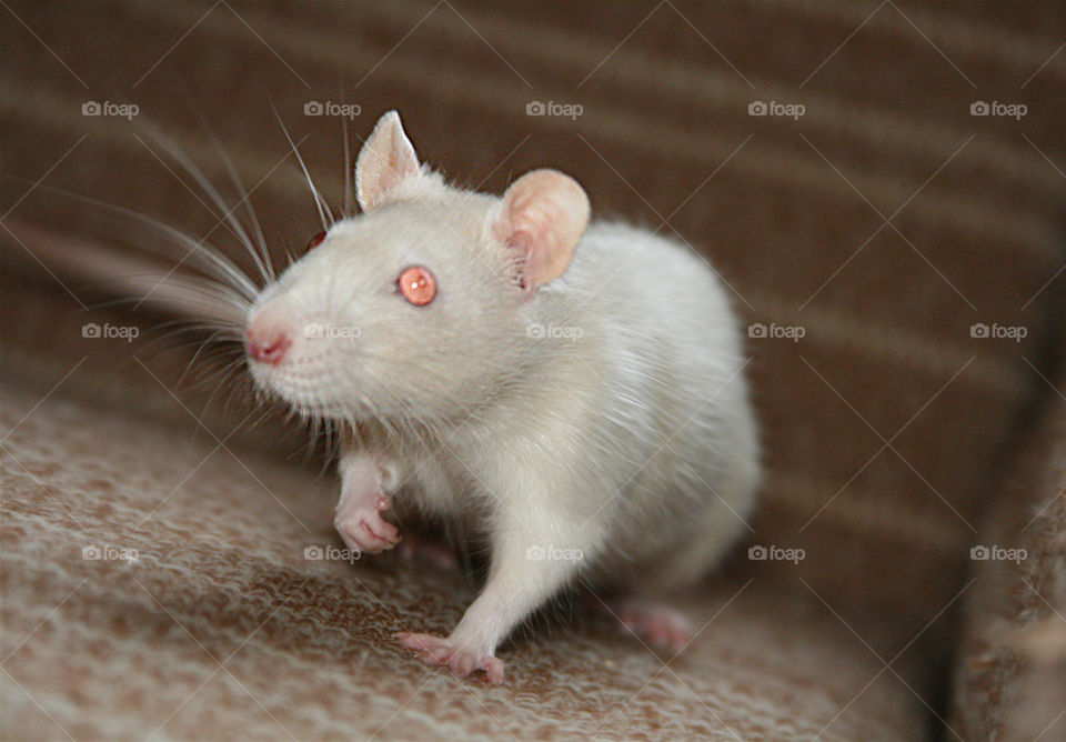 White Rat