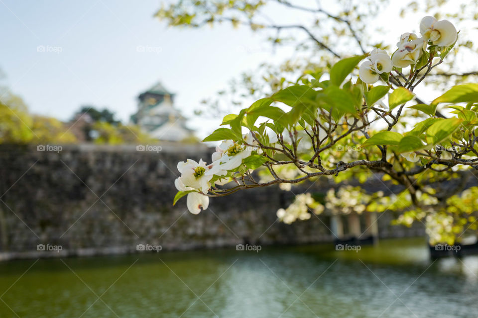 Osaka castle flowers 
