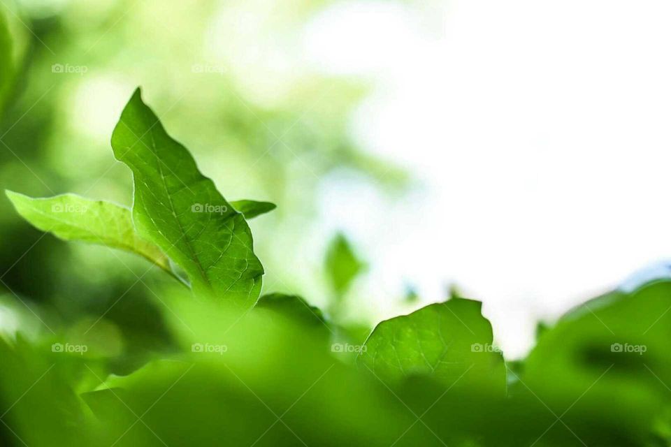 Green leaves