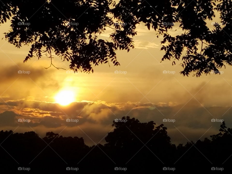 Scenics view of trees during sunset